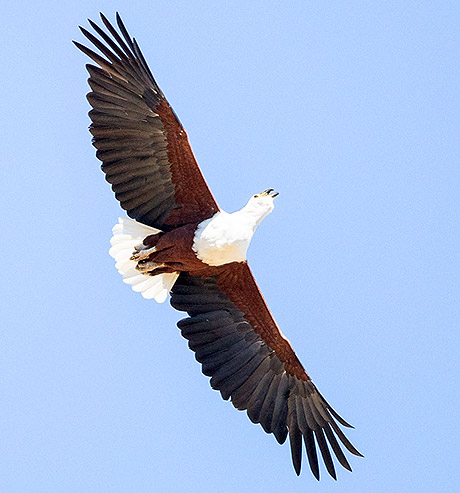 African Fish Eagle calling in flight